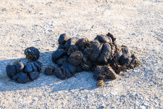 Pile of fresh horse manure on a gravelly surface in bright sunlight
