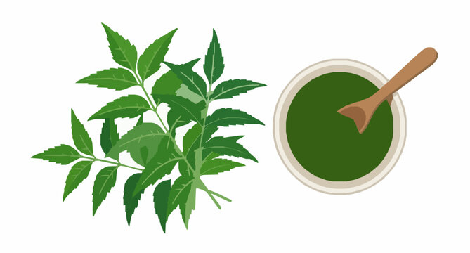 Neem leaf with neem paste vector top view herbal ayurvedic plant isolated on white background