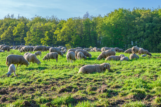 Flock of sheep grazing peacefully on a lush green hillside under a clear blue sky