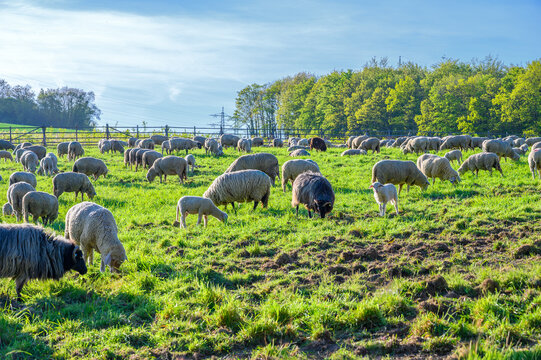 Flock of sheep grazing peacefully on a lush green pasture under a clear blue sky
