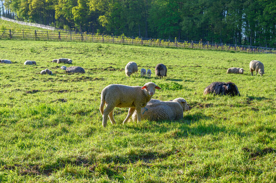 Flock of sheep grazing peacefully on a lush green pasture under a sunny sky