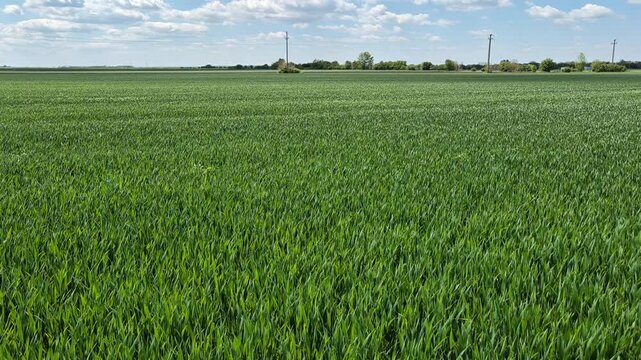 Lush green cereal crops or young grass blanket a vast agricultural plain, punctuated by distant power lines and small clusters of trees under a bright, cloudy sky.