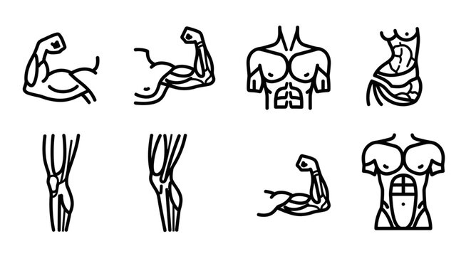 Muscular body parts and poses illustration.