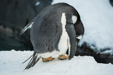 Japan,Hokkaido,Asahikawa,Asahiyama Zoo,penguin © C.C.T
