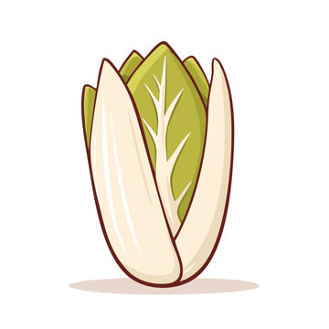 Cartoon illustration of a fresh Belgian endive head with green and white leaves