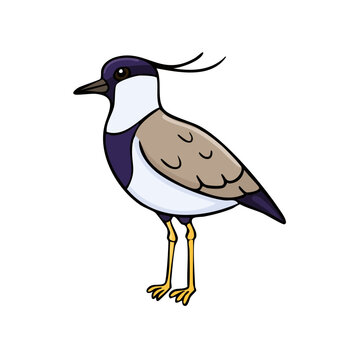 Cute Cartoon Lapwing Bird Standing on Two Legs with Distinctive Crest