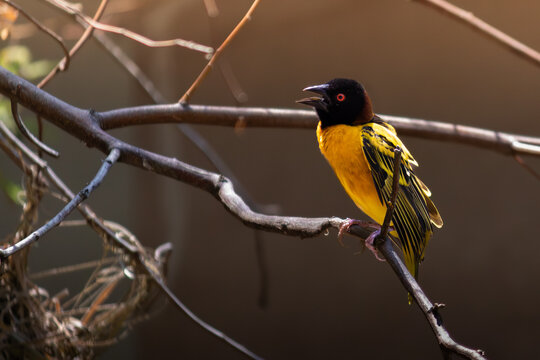 Village Weaver Singing on a Branch