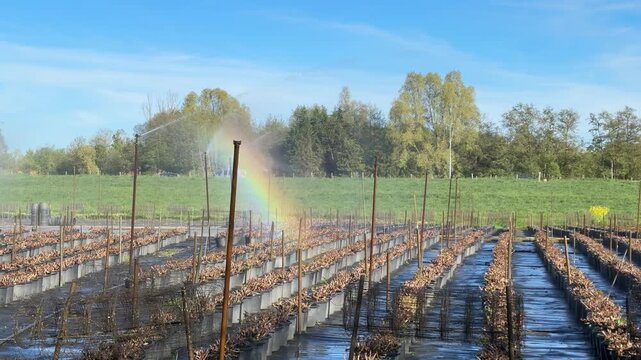 Vineyard irrigation sprays water across rows of dormant grapevines. Mist rises, forming a delicate rainbow against blue sky. Rows stretch far into green field under sunny day. Perfect for agricultural