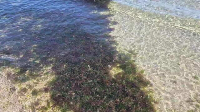 A gentle, transparent waves crests over a sandy shoreline, revealing dark patches of seaweed and moss beneath the shimmering, sunlit surface of the shallow water.