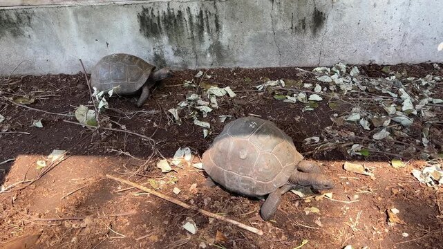 Giant tortoise hatchlings in a fenced enclosure with numbers on their shells in the Seychelles. Curieuse Island. Turtle Nursery