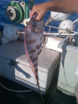 poisson ruban