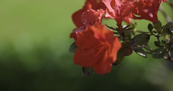 Japanese azalea (Rhododendron japonicum)