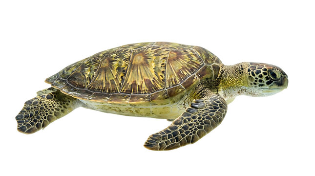 Green sea turtle illustration isolated on transparent background detailed marine life artwork