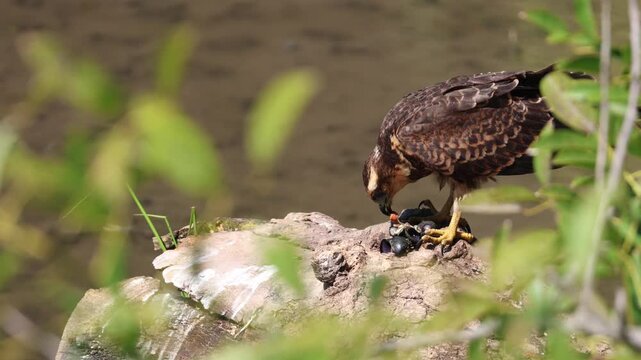 Juvenile Snail Kite (Rostrhamus sociabilis) eating a freshwater apple snail on a log close to a lake in Buenos Aires urban wetland Ciudad Universitaria, Argentina. Bird photography. Specialist wild ea