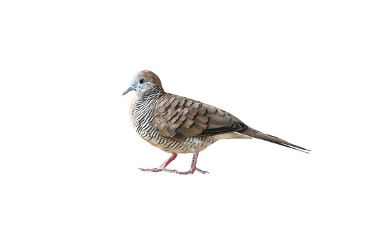 Peaceful Dove (Geopelia striata) on white background ,bird isolated