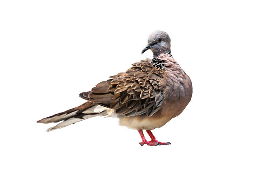 Spotted Dove (Streptopelia chinensis) on white background,bird isolated