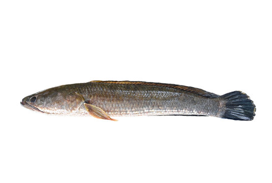 Snakehead fish (Channa striata) on white background closeup , isolated