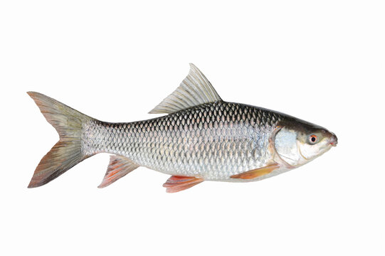 Rohu(Labeo rohita) on white background closeup , isolated