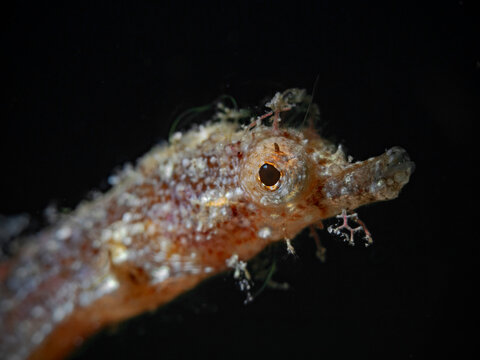 Pygmy Pipehorse, Zwerg-Nadelpferdchen (Acentronura breviperula).