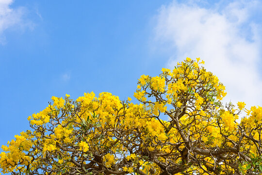 Silver Trumpet flower (Tabebuia aurea)  blooming on blue sky  background,yellow flwer