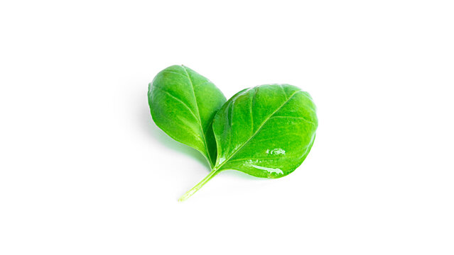 Basil isolated on a white background. Fresh basil leaves.