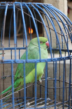 parrot in cage