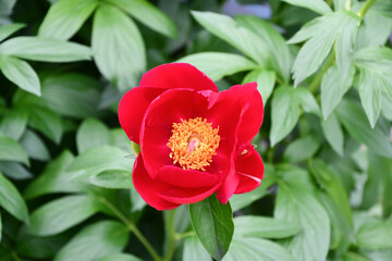 Obraz premium シャクヤク「フレーム」 Chinese Peony 