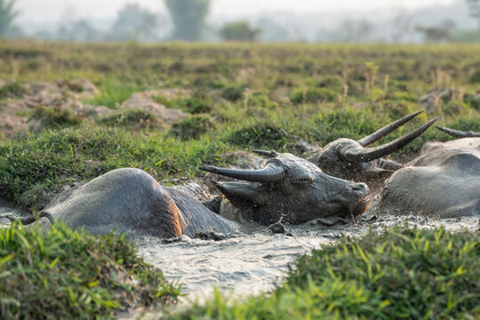 Herd of Asian water buffalo (Bubalus bubalis) chilling and cooling off in mud bath on hot day in puddle at farm meadow, group of domestic animals covered in mud swimming resting in muddy water.