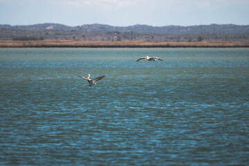 Naklejka premium ducks on the lake