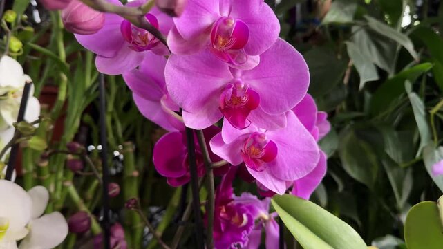 Beautiful blooming pink phalaenopsis orchid flowers
