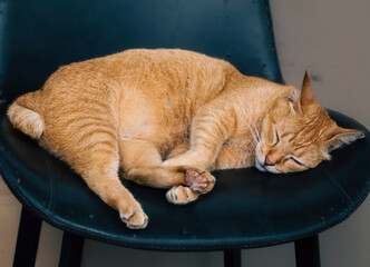 Cat on a chair © Eugene Ng
