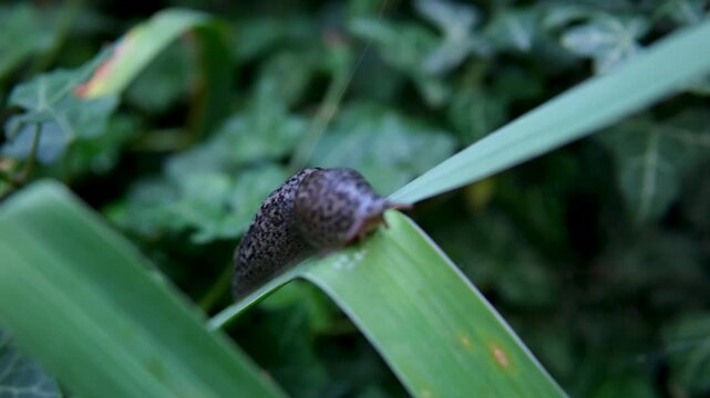 A slug glides slowly across the rain-soaked leaf. High quality 4k footage