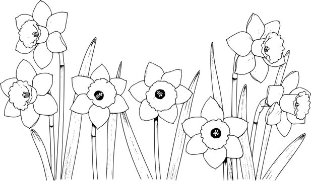 Black and white line of daffodil flowers with green leaves a white background floral