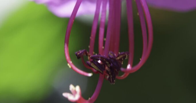 Bulgarian geranium (Geranium macrorrhizum), Auvergne, France.