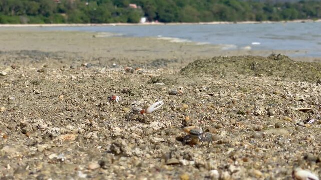 Small fiddler crabs on the sandy shore waving their oversized claws, creating a lively coastal scene.