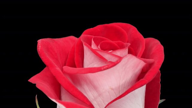 Rotating white-red bicolor Bluez rose with ALPHA channel isolated on black background, seamless loop