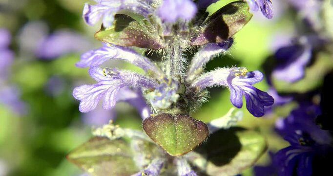 Blue bugle (Ajuga reptans), Auvergne, France.
