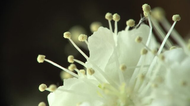 macro flower, pistil detail, Sorbus aucuparia, rowan tree blossom, pollen and stamens, extreme macro, floral anatomy, spring bloom, cinematic macro, Lombardy Italy, 4K footage
