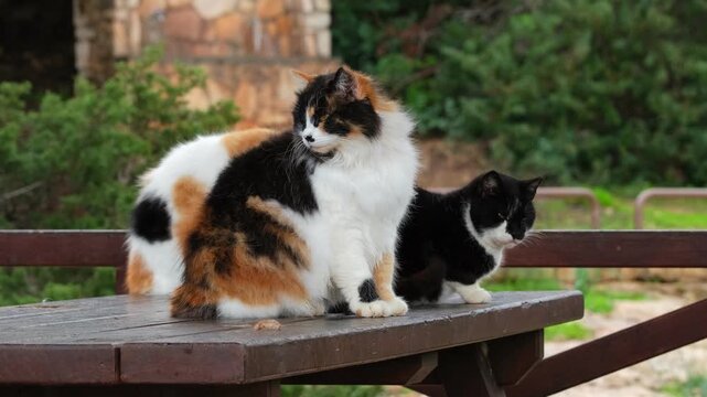 Group of Cute Cats Sitting Together. Fluffy Pets Lifestyle. Domestic Cats Grooming and Resting Outdoor Cozy Scene. Many Cats Sitting Outdoor in Urban Park. Lifestyle Pet Friendship Calm Concept Video