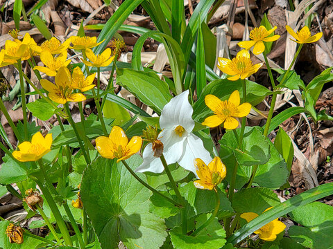 Springtime marsh marigold flowers burst into bloom, accompanied by a stunning white trillium glowing in the warm sunshine 