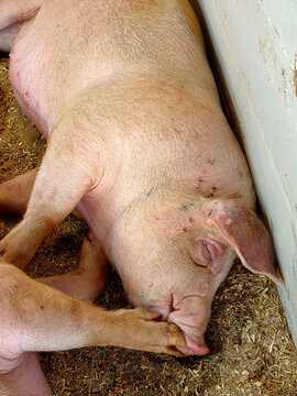 A pig peacefully rests on a bed of hay against the barn wall, its pale pink skin shining as it sleeps, while another pig gently places its hoof over its snout