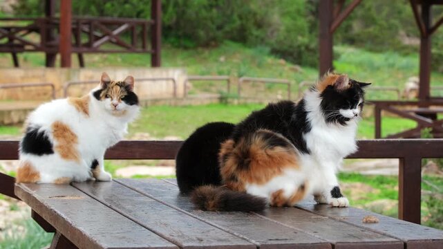 Group of Cute Cats Sitting Together. Fluffy Pets Lifestyle. Domestic Cats Grooming and Resting Outdoor Cozy Scene. Many Cats Sitting Outdoor in Urban Park. Lifestyle Pet Friendship Calm Concept Video