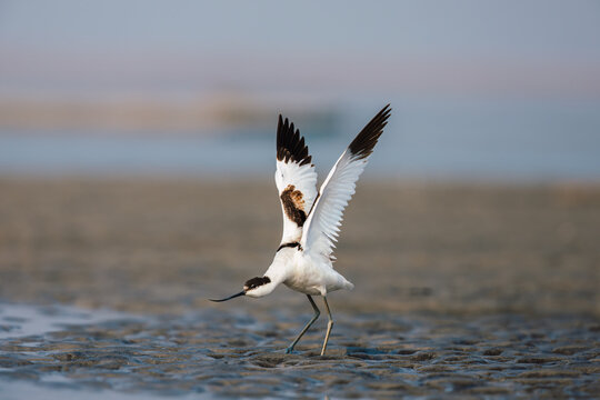Pied avocet (Recurvirostra avosetta) at Gajoldoba, Jalpaiguri, West Bengal, India