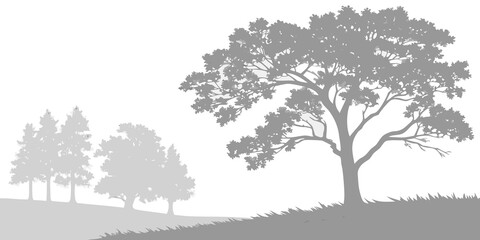 Fototapeta premium Solitary deciduous tree silhouette on grassy hill with distant misty forest horizon in monochrome plant life silhouette deciduous landscape monochrome environment