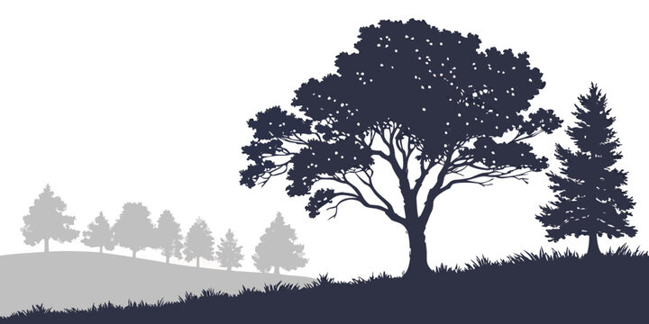 Majestic deciduous tree and pine tree silhouettes on grassy hill with misty forest background plant life silhouette deciduous landscape environment tranquil