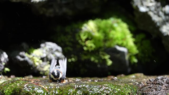 Slow motion: Varied tit (Sittiparus varius) bathing in a shallow forest stream.