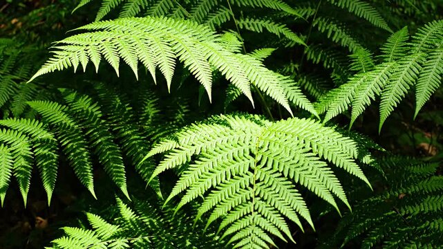 Close up of vibrant green ferns with detailed leaf structure