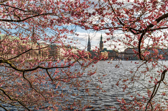 Hamburg, Germany. Cherry blossom at the Inner Alster Lake..