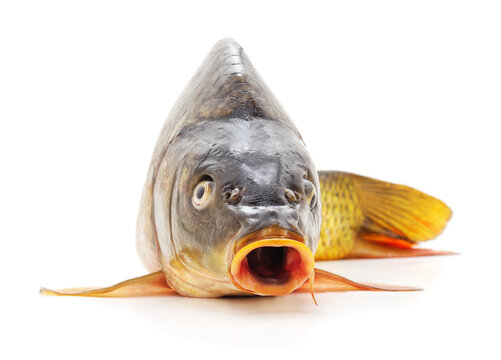 Fresh raw carp fish with open mouth isolated on a white background.