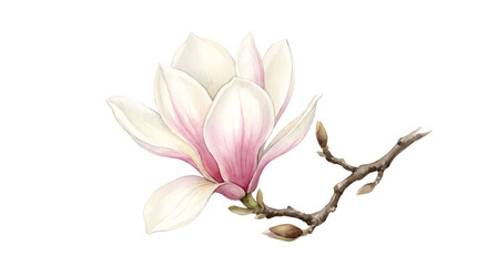 Obraz premium Elegant White and Pink Magnolia Blossom on a Branch Isolated on White background